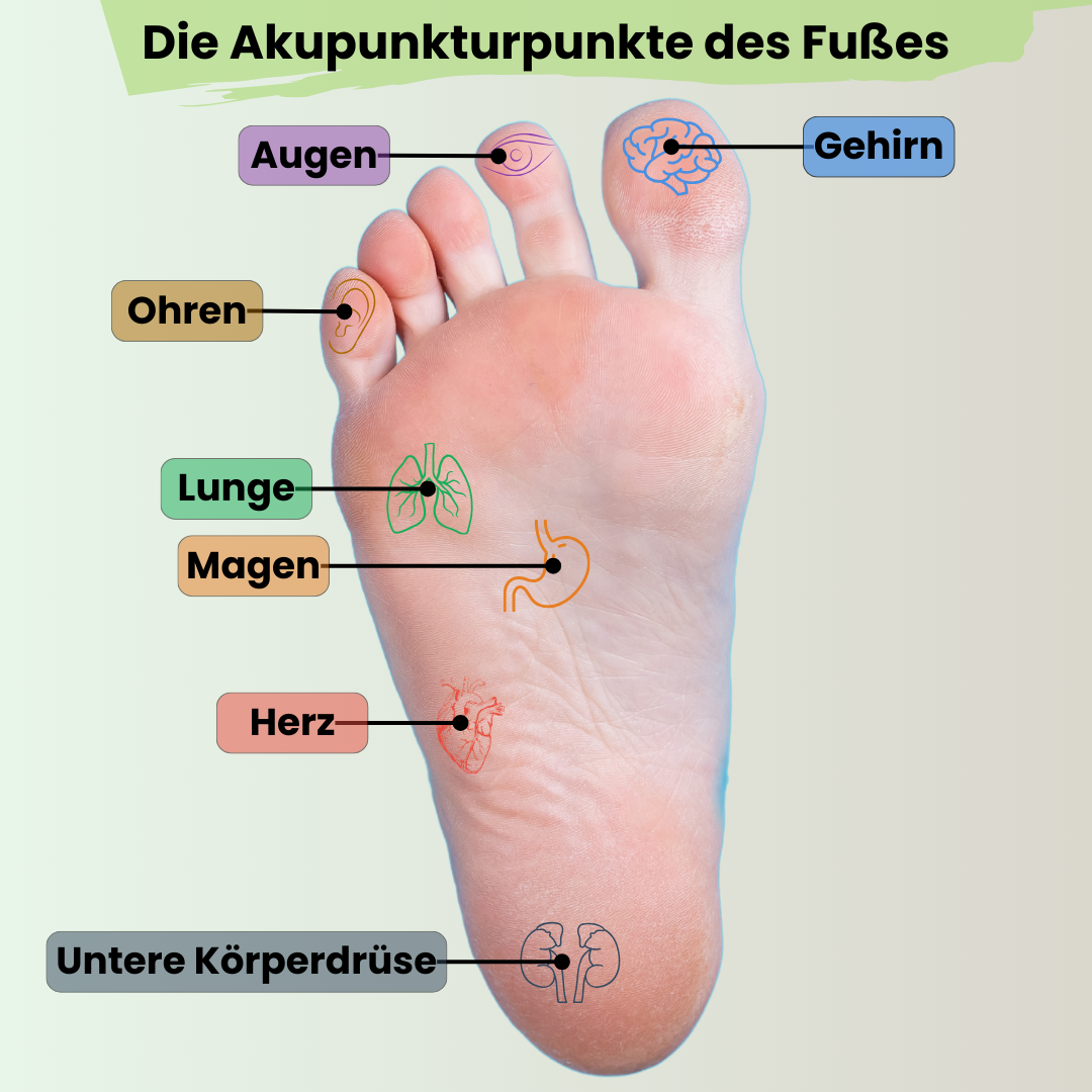 Abbildung der Akupunkturpunkte am Fuß – markiert sind Zonen für Augen, Ohren, Gehirn, Lunge, Magen, Herz und untere Körperdrüse – Darstellung der Fußreflexzonen zur Unterstützung ganzheitlicher Gesundheit.